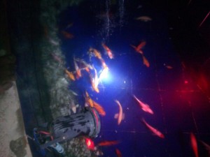 KTS live animal shipment solution image 1