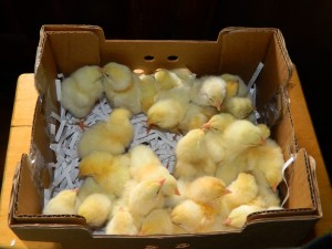 KTS live animal shipment solution image 2