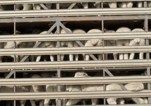 KTS live animal shipment solution image 3